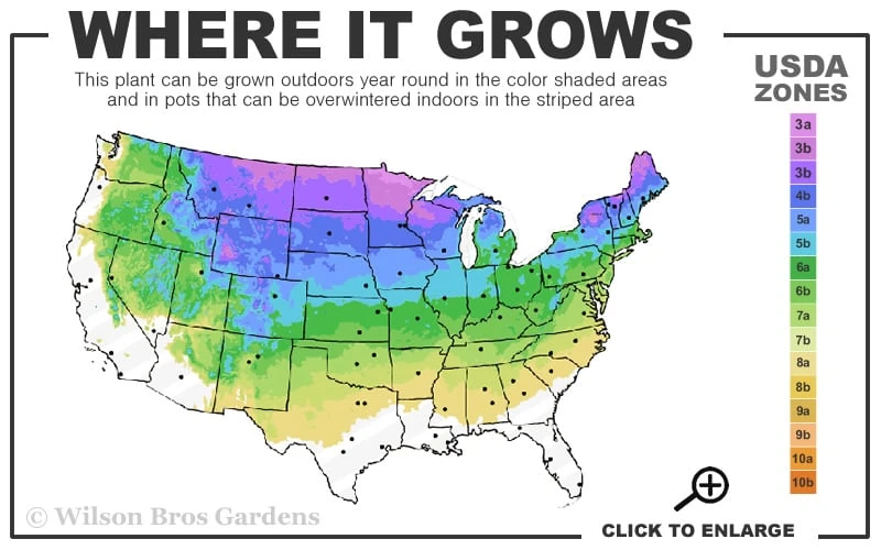 Phantom Hydrangea - 5 Gallon Pot - Image 3