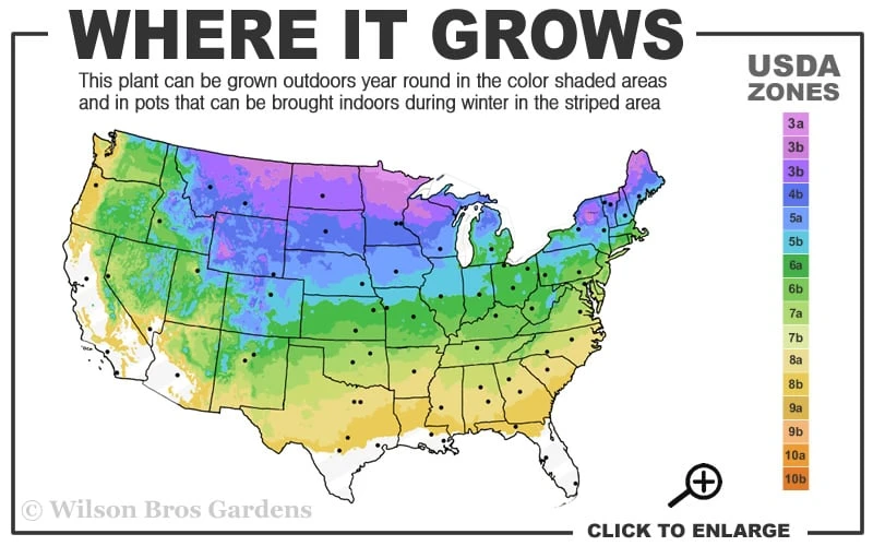 Wild Black Cherry Tree - 3 Pack Of 1.5 Quart Pots - Image 3