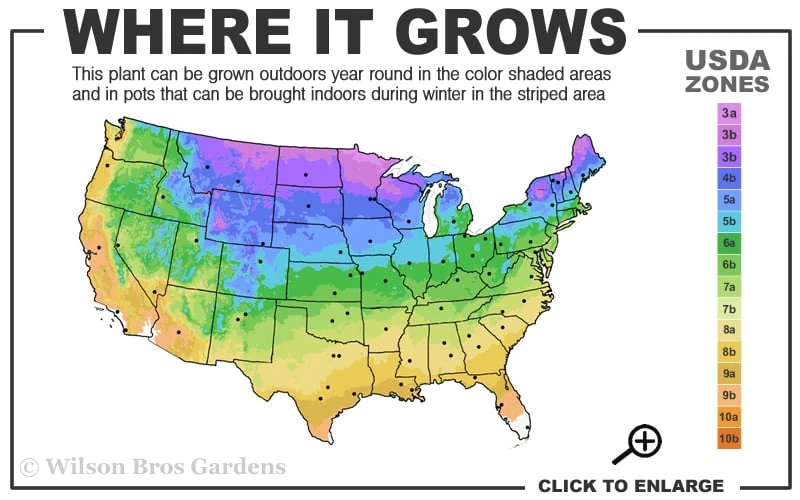 Ranch American Elderberry (Sambucus Canadensis) - 3 Gallon Pot - Image 3