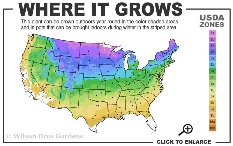 Sourwood Tree (Oxydendrum Arboreum) - 7 Gallon Pot (4-5') - Image 3