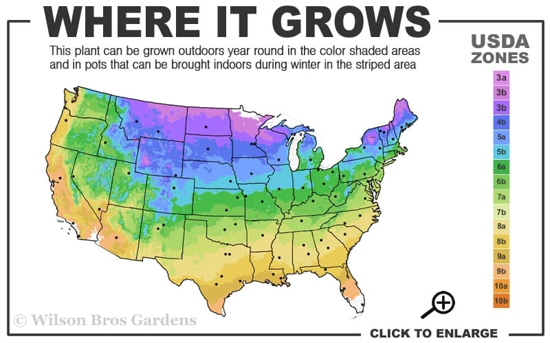 Hollywood Torulosa Juniper - 7 Gallon Pot (4-5') - Image 3