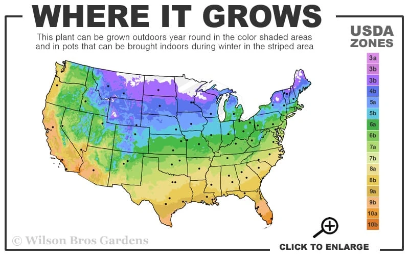 Giselle Clematis - 1 Gallon Pot - Image 3