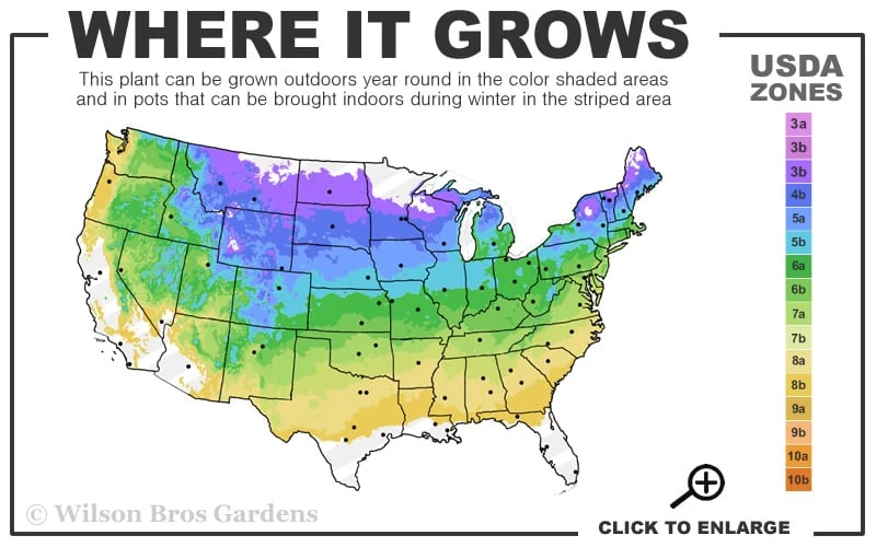 Pink Lemonade Blueberry - 1 Gallon Pot - Image 3