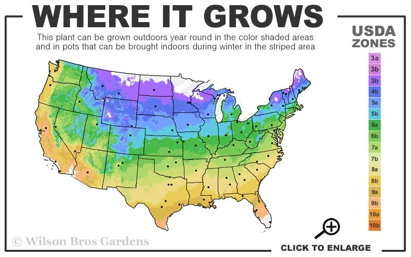 Grindstone Columnar Ginkgo Tree (Male) - 3 Gallon Pot - Image 3