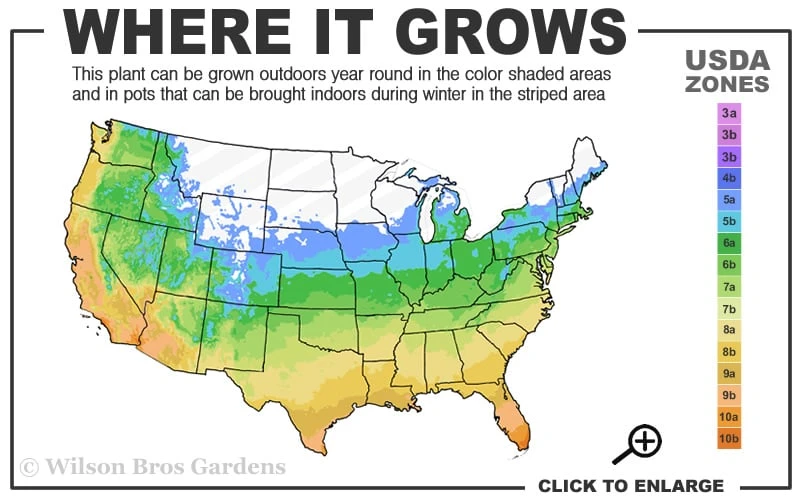 Golden Sweet Flag - Acorus Gramineus 'Ogon' - 8 Pack Of 1 Gallon Pots - Image 3