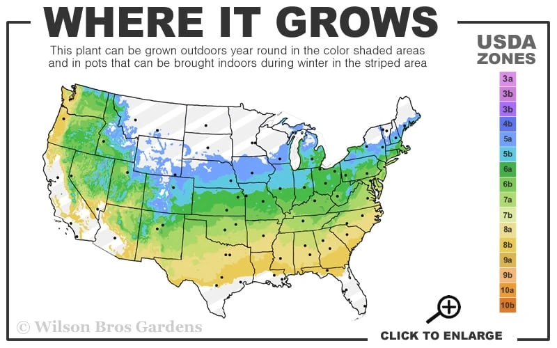 Popcorn Snowball Viburnum Bush - 3 Gallon Pot - Image 3
