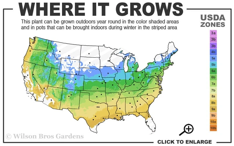 Lois Yellow Magnolia (Tulip Tree) - 7 Gallon Pot (5-6') - Image 3