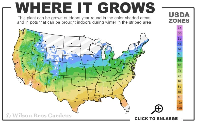 The Rising Sun Redbud Tree - 7 Gallon Pot (3-4') - Image 3