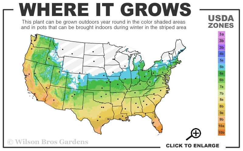 Brackens Brown Beauty Magnolia - 5 Gallon Pot - Image 3