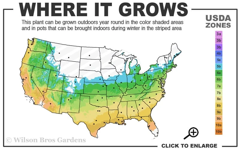 Graham Blandy Columnar Boxwood - 2 Gallon Pot - Image 3