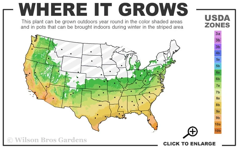 Salavatski Cold Hardy Russian Pomegranate - 3 Gallon Pot - Image 3