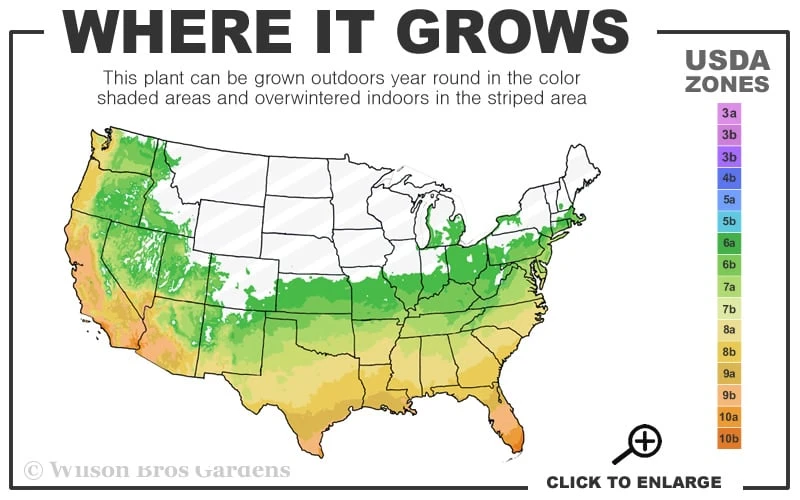 Florida Flame Native Azalea (Rhododendron Austrinum) - 3 Gallon Pot - Image 3