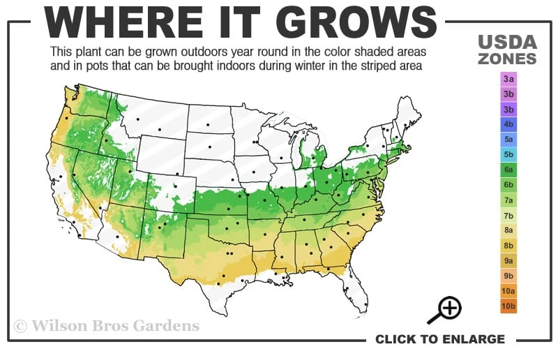 Variegated Boxwood Cone Topiary (Buxus Sempervirens 'Variegata') - 5 Gallon Pot - Image 3