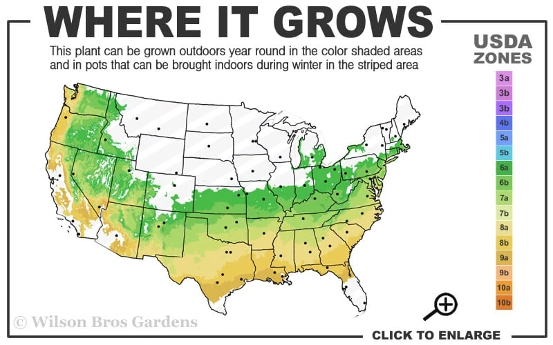 Gwenda Azalea (Robin Hill Hybrid) - 1 Gallon Pot - Image 3