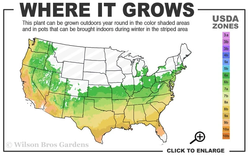 Dauntless Azalea (Glenn Dale Hydrid) - 2 Gallon Pot - Image 3