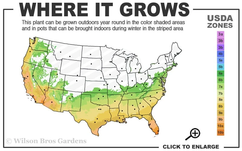 Fortune's Cold Hardy Tea Olive (Fragrant Osmanthus) - 7 Gallon Pot (5-6') - Image 3