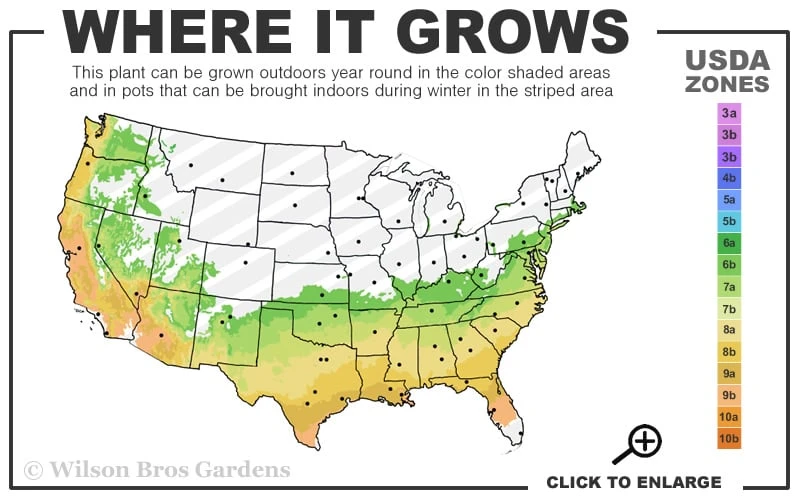 Sweet October Fragrant Camellia - 1 Gallon Pot - Image 3