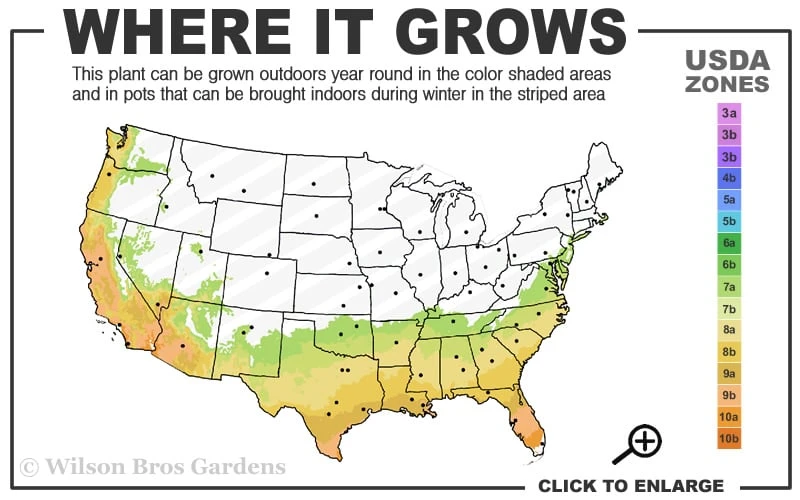 Little Gem Dwarf Southern Magnolia - 3 Gallon Pot (1.5-2.5') - Image 3