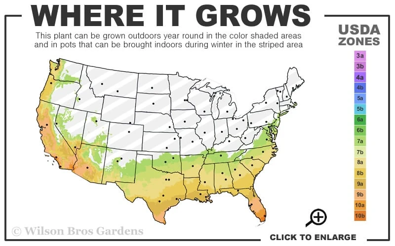 Cotton Candy Camellia Sasanqua - 1 Gallon Pot - Image 3