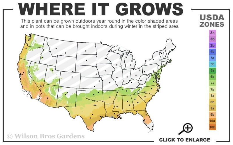 Bless Your Heart Rabbiteye Blueberry - 1 Gallon Pot - Image 3