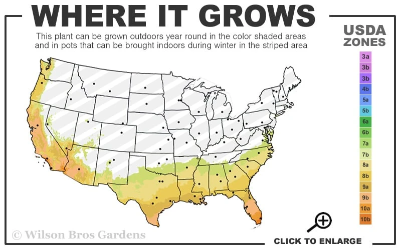 George L. Taber Southern Indica Azalea - 3 Gallon Pot - Image 3