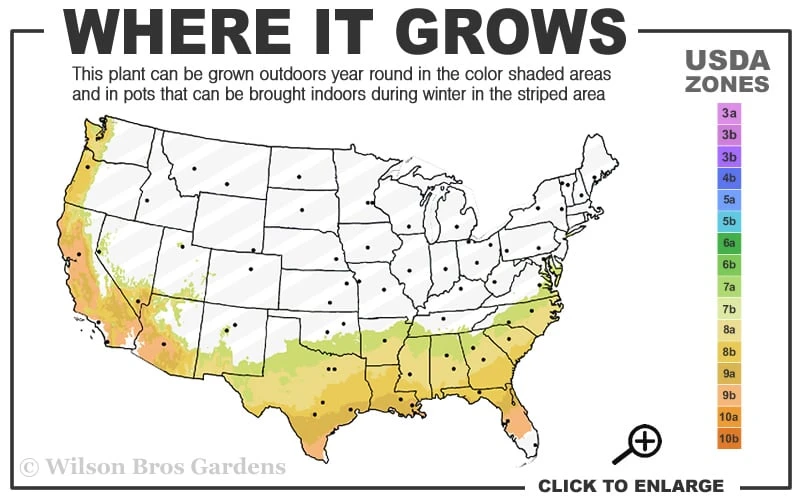 Alice Blue Rabbiteye Blueberry - 1 Gallon Pot - Image 3