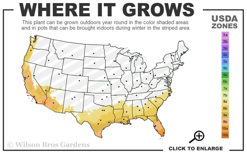 Bluey Cold Hardy Eucalyptus Tree (Eucalyptus Pulverulenta) - Quart Pot - Image 3