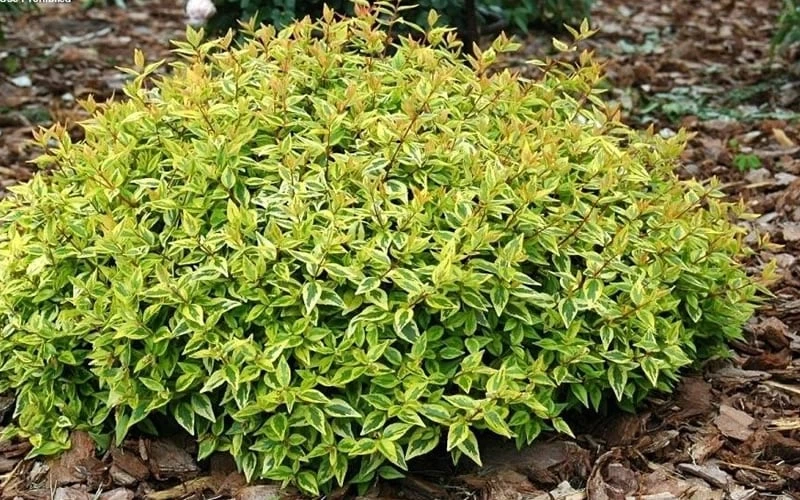 Kaleidoscope Dwarf Abelia - 3 Gallon Pot - Image 6