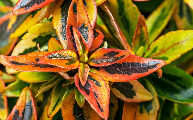 Kaleidoscope Dwarf Abelia - 3 Gallon Pot - Image 7