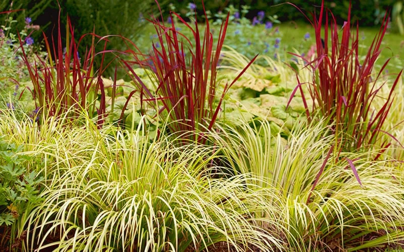 Golden Sweet Flag - Acorus Gramineus 'Ogon' - 8 Pack Of 1 Gallon Pots - Image 5