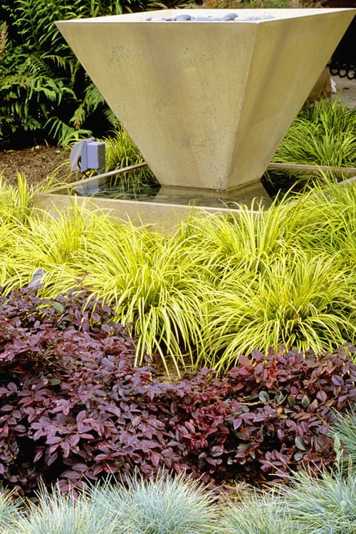 Golden Sweet Flag - Acorus Gramineus 'Ogon' - 8 Pack Of 1 Gallon Pots - Image 4