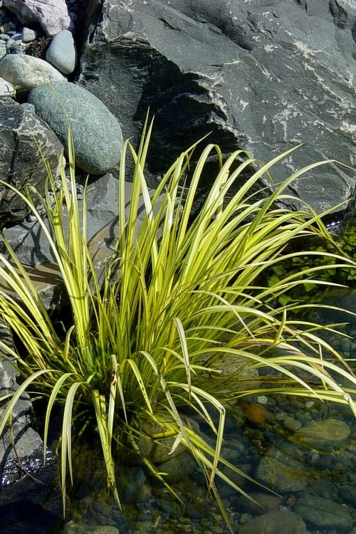 Golden Sweet Flag - Acorus Gramineus 'Ogon' - 8 Pack Of 1 Gallon Pots - Image 6