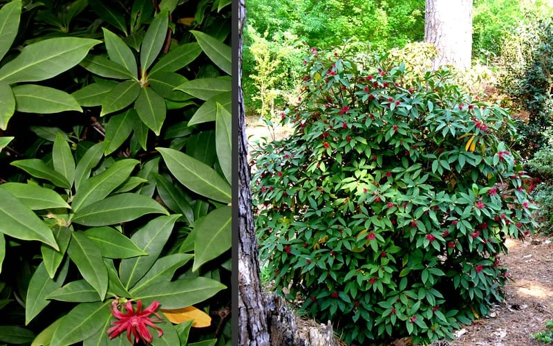 Florida Anise - Illicium Floridanum - 7 Gallon Pot - Image 5