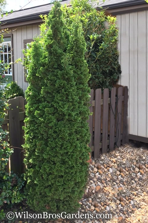 Degroots Spire Arborvitae - 3 Gallon Pot - Image 6