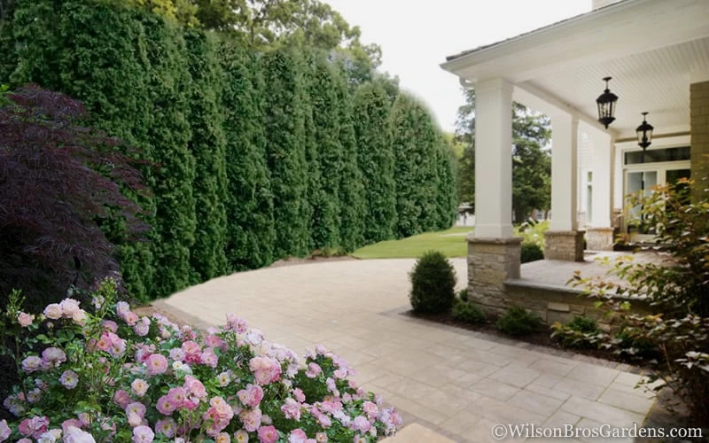 Degroots Spire Arborvitae - 3 Gallon Pot - Image 5