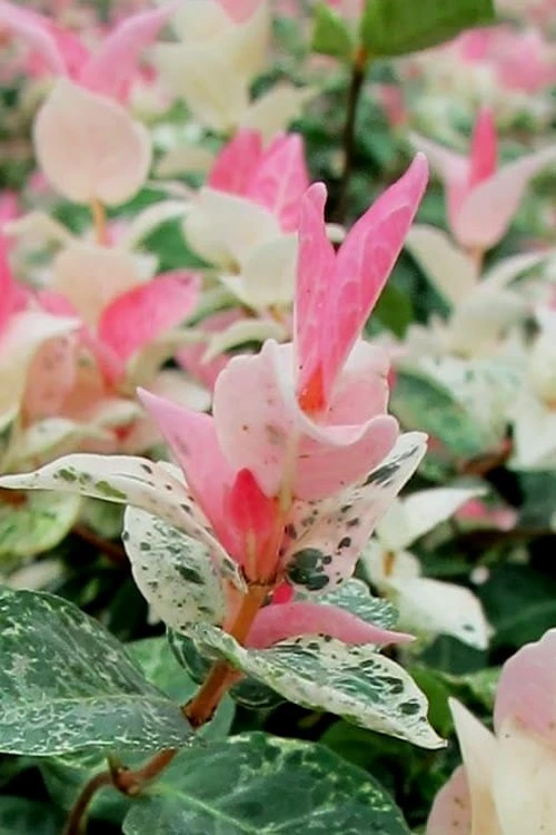 Snow N Summer Asiatic Jasmine - 6 Pack Of 1 Gallon Pots - Image 6