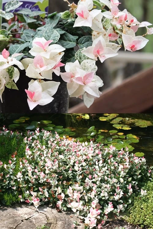 Snow N Summer Asiatic Jasmine - 6 Pack Of 1 Gallon Pots - Image 5