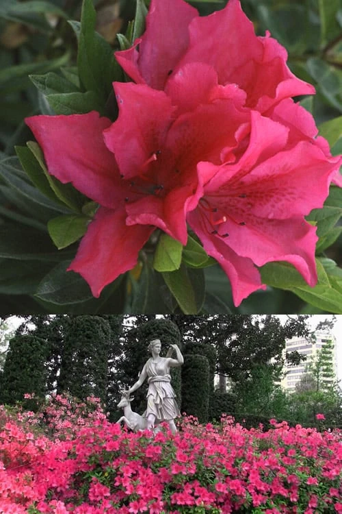 Brilliant Southern Indica Azalea - 1 Gallon Pot - Image 5