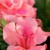 Autumn Coral Encore Azalea - 1 Gallon Pot