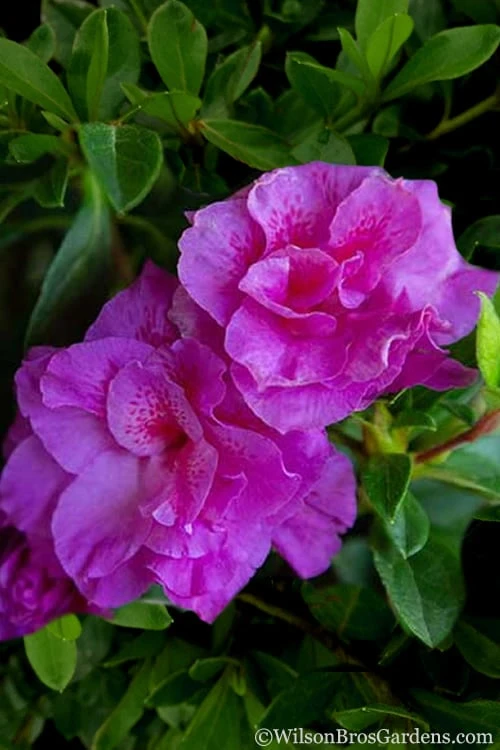 Autumn Majesty Encore Azalea - 3 Gallon Pot - Image 6