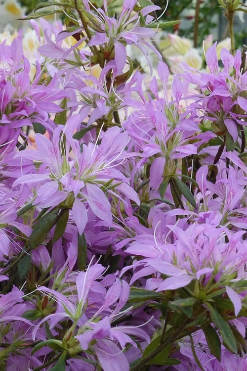 Koromo Shikibu Purple Spider Azalea - 1 Gallon Pot - Image 4