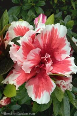 Mardi Gras Southern Indica Azalea - 6 Pack Of 1 Gallon Pots