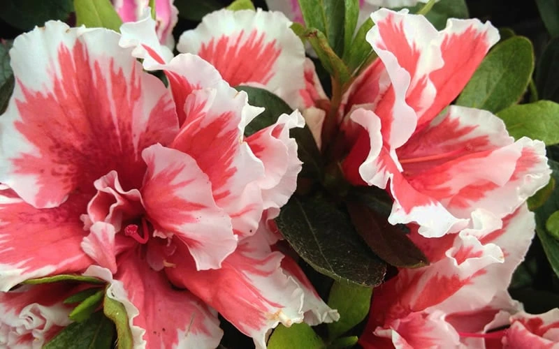 Mardi Gras Southern Indica Azalea - 6 Pack Of 1 Gallon Pots - Image 4