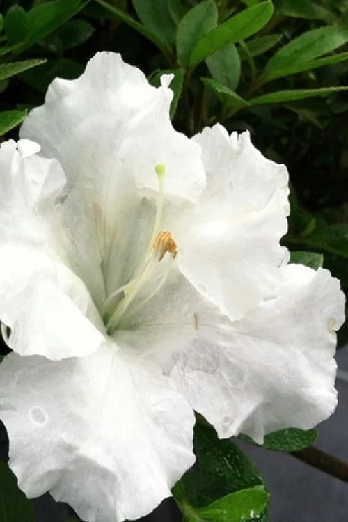 Gumpo White Dwarf Azalea - 2 Gallon Pot