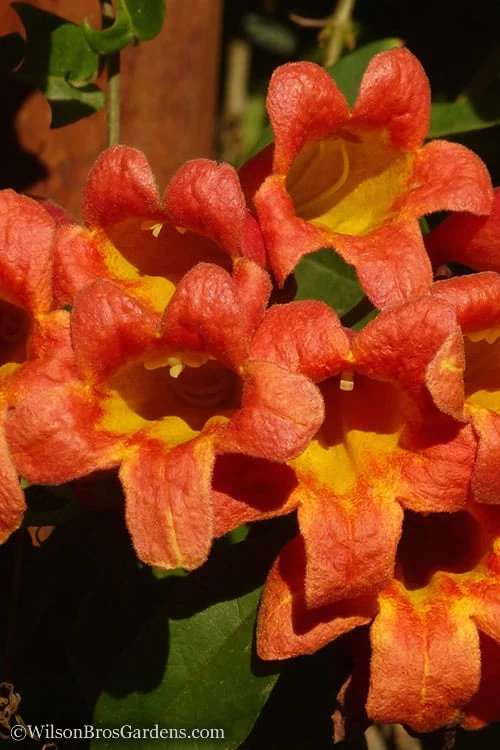Tangerine Beauty Crossvine Bignonia - 3 Gallon Pot - Image 4