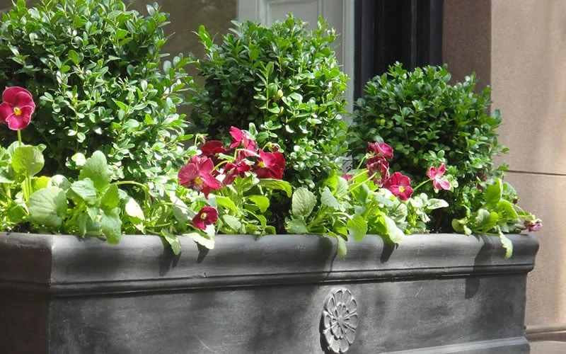 Dwarf English Boxwood - 6 Pack Of 1 Gallon Pots - Image 5