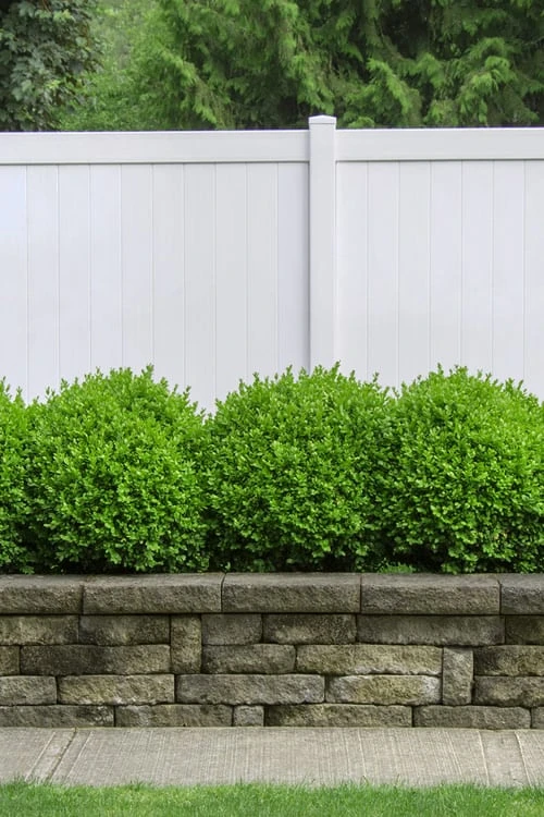 Dwarf English Boxwood - 6 Pack Of 1 Gallon Pots - Image 4