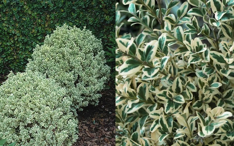 Dwarf Variegated Boxwood - 3 Gallon Pot - Image 4