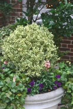 Dwarf Variegated Boxwood - 5 Gallon Pot