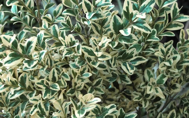 Dwarf Variegated Boxwood - 3 Gallon Pot - Image 6